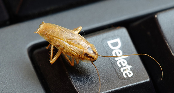 小强 外文名 blattella germanica/german cockroach 科属 蜚蠊科姬蠊