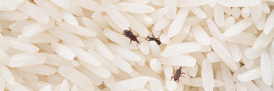 仓储害虫 仓储害虫防治方法 虫害百科 拜耳虫虫拜拜官网 仓储害虫 仓储害虫防治方法 虫害百科 拜耳虫虫拜拜官网