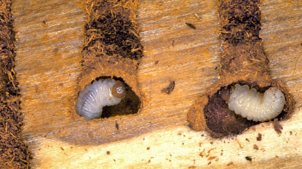 蛀木害虫 家具被虫蛀怎么办 家具怎么防蛀虫 拜耳虫虫拜拜官网
